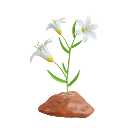 Lily Plant  3D Icon