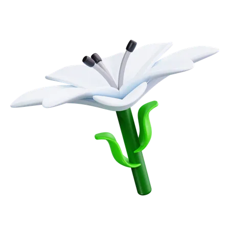 Lirio de pascua  3D Icon