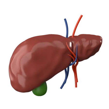 Liver 3 D Human Organ Icon 3D Icon
