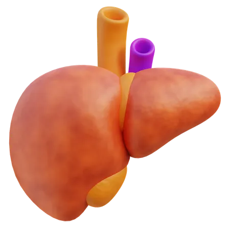 A 3 D Model Highlighting The Liver With Hepatic Vessels And Bile Ducts Essential For Understanding Human Anatomy 3D Icon