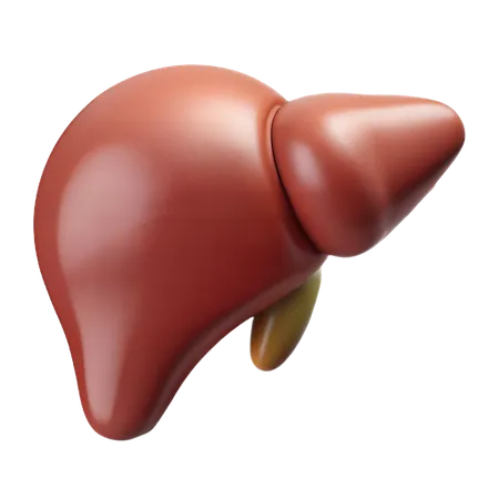 肝臓  3D Icon