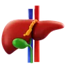 Liver