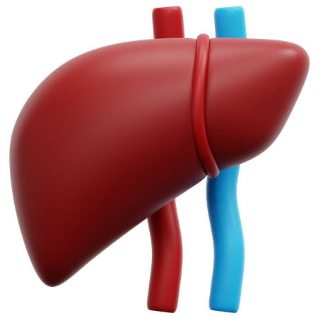 Liver  3D Icon