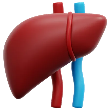 Liver  3D Icon