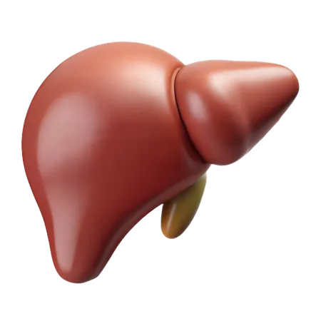 Liver  3D Icon