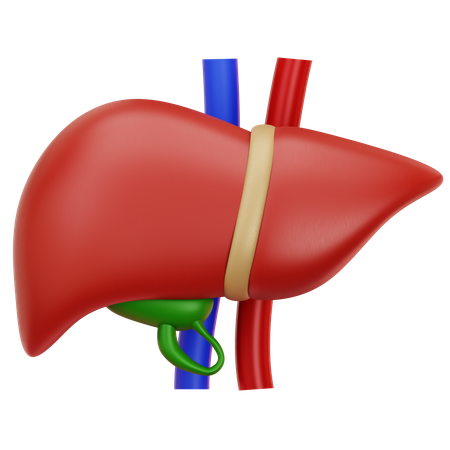 Liver  3D Icon