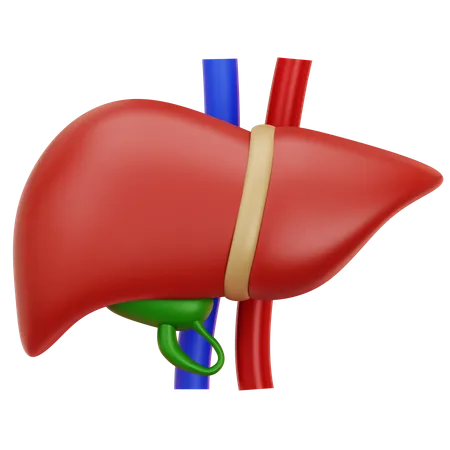 Liver  3D Icon