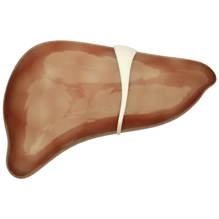 Liver  3D Icon