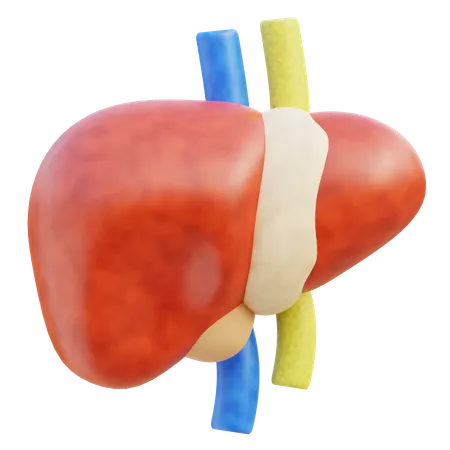 Liver  3D Icon