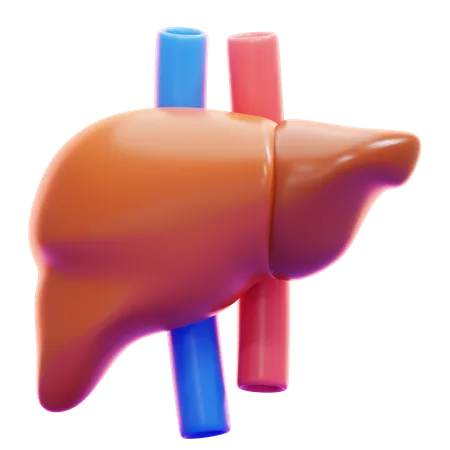 LIVER  3D Icon