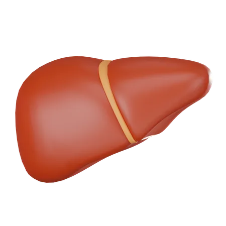 Liver  3D Icon