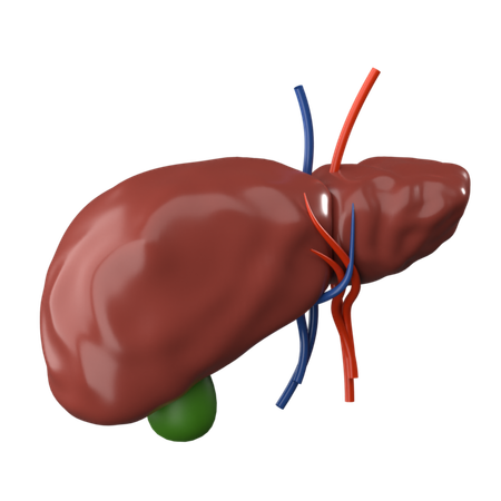 Liver  3D Icon