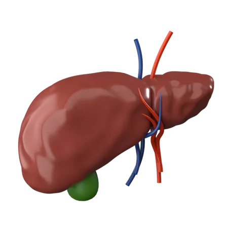 Liver  3D Icon