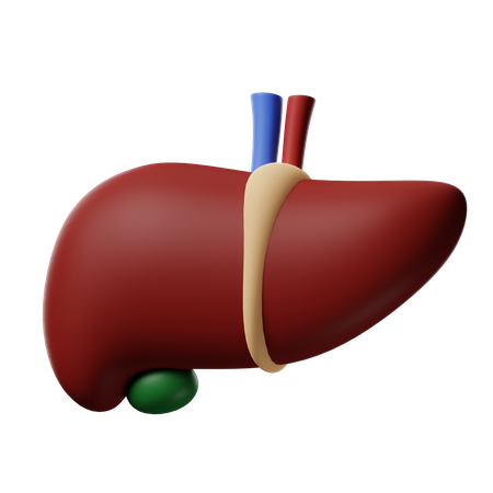 Liver  3D Icon