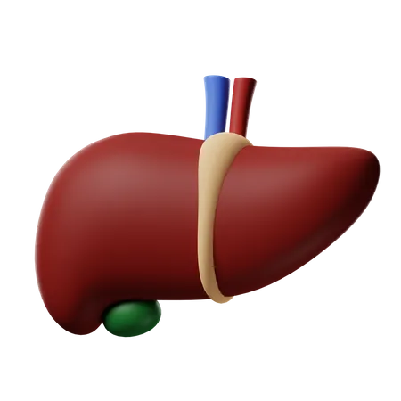 Liver  3D Icon