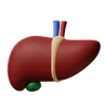 Liver