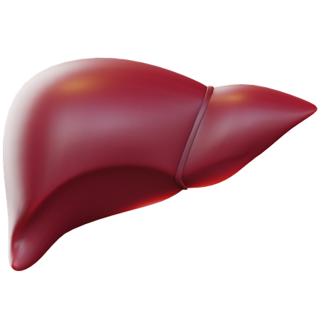 Liver  3D Icon