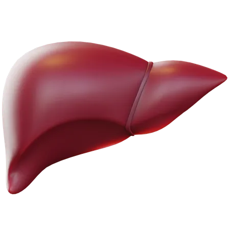 Liver  3D Icon