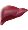 Liver