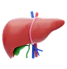 Liver