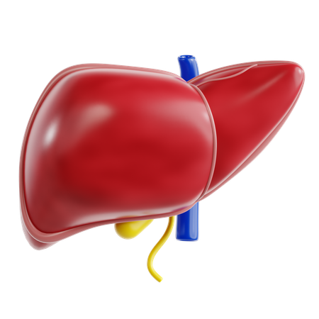 Liver  3D Icon