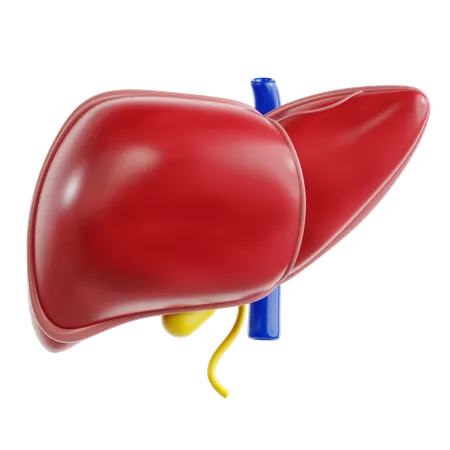 Liver  3D Icon