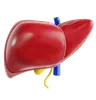 Liver