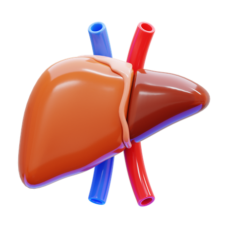 Liver  3D Icon