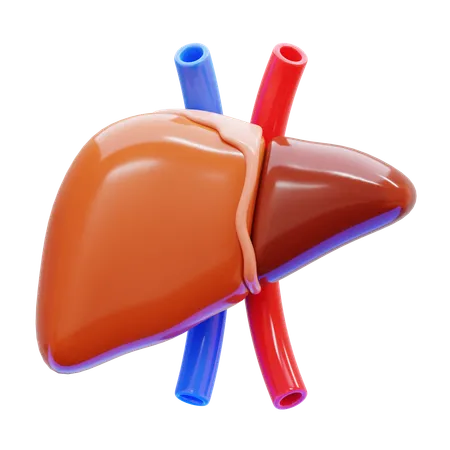 Liver  3D Icon