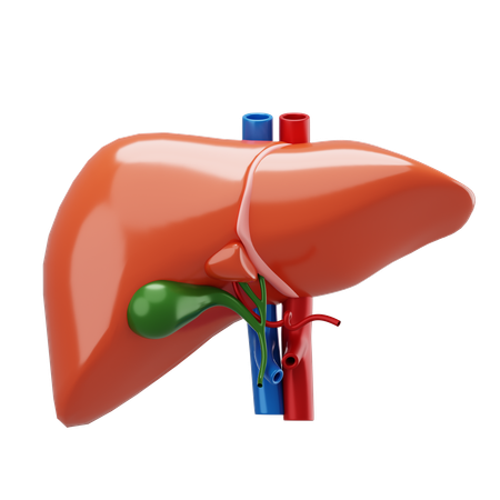 Liver  3D Icon