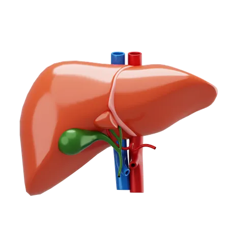 Liver  3D Icon