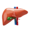 Liver