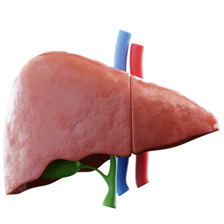 Liver  3D Icon