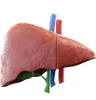 Liver