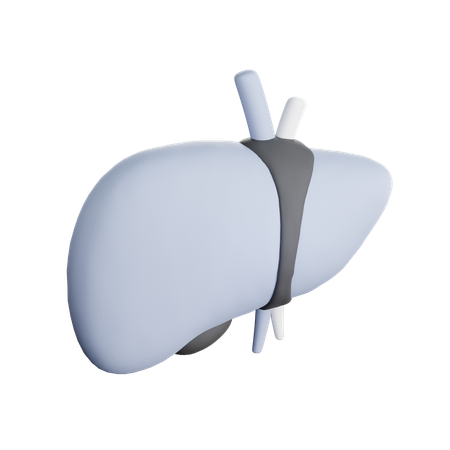 Liver  3D Icon