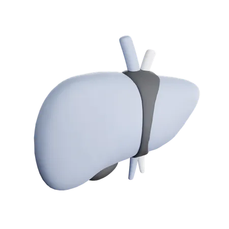 Liver  3D Icon