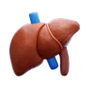 Liver