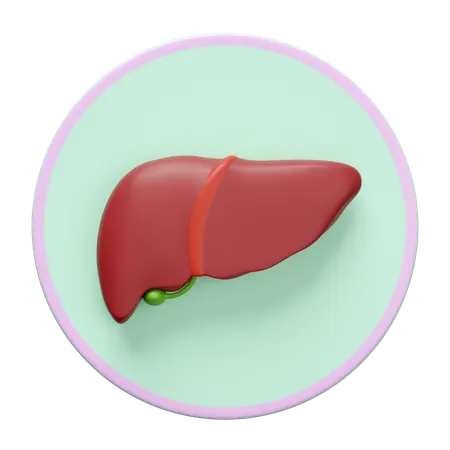 Liver  3D Icon