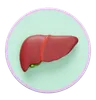 Liver