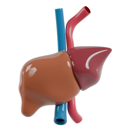 Liver  3D Icon