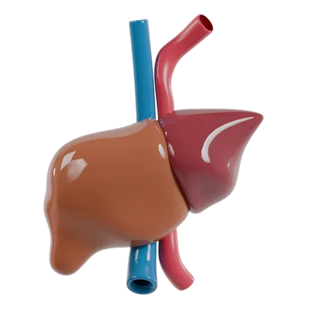 Liver  3D Icon