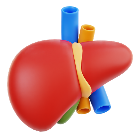 Liver  3D Icon