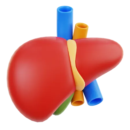 Liver  3D Icon