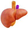 Liver