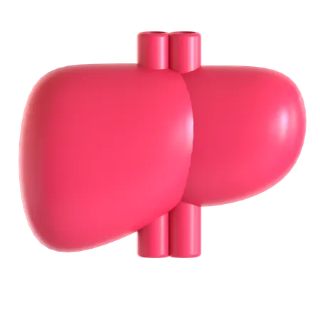 Liver  3D Icon