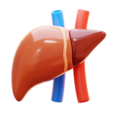 Liver  3D Icon