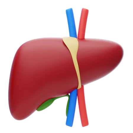 Liver  3D Icon