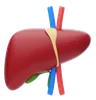 Liver