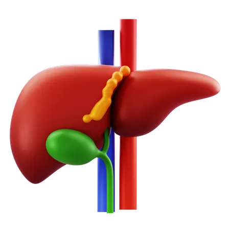 Liver  3D Icon