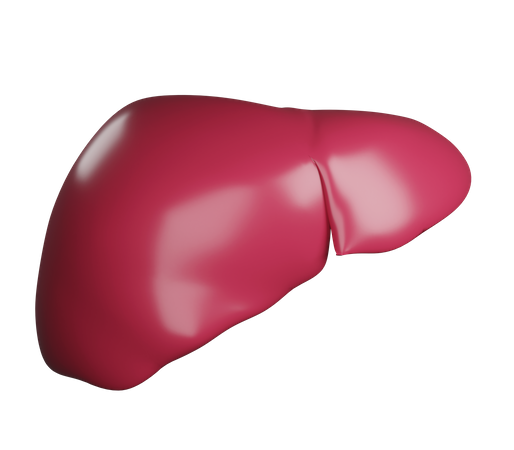 Liver  3D Illustration